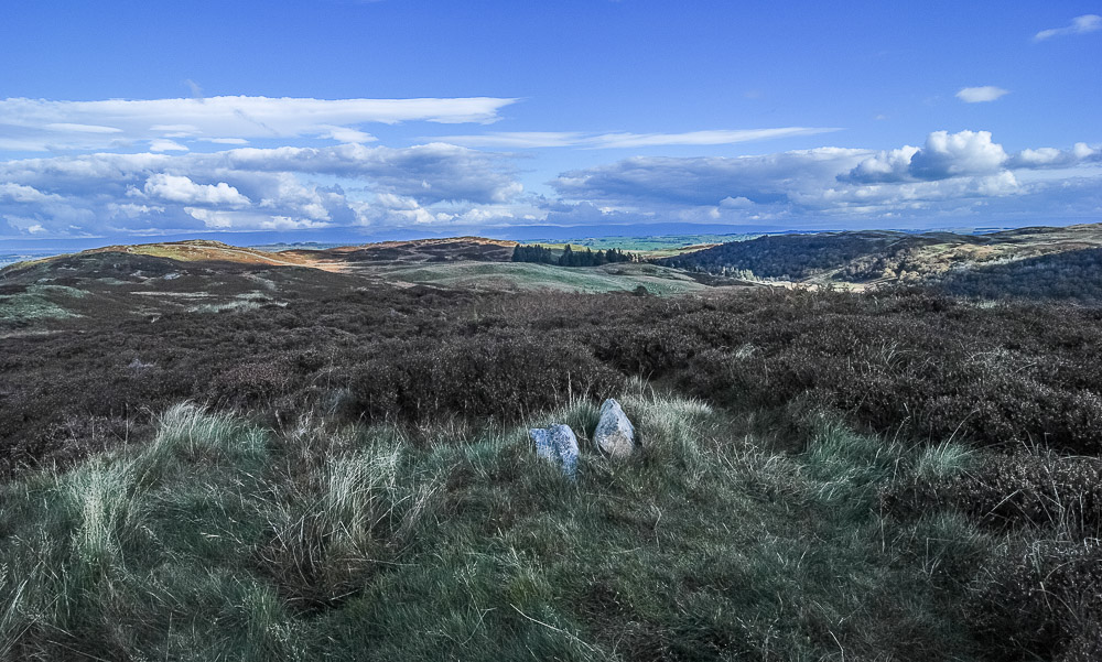 Naddle High Forest. Naddle High Forest.